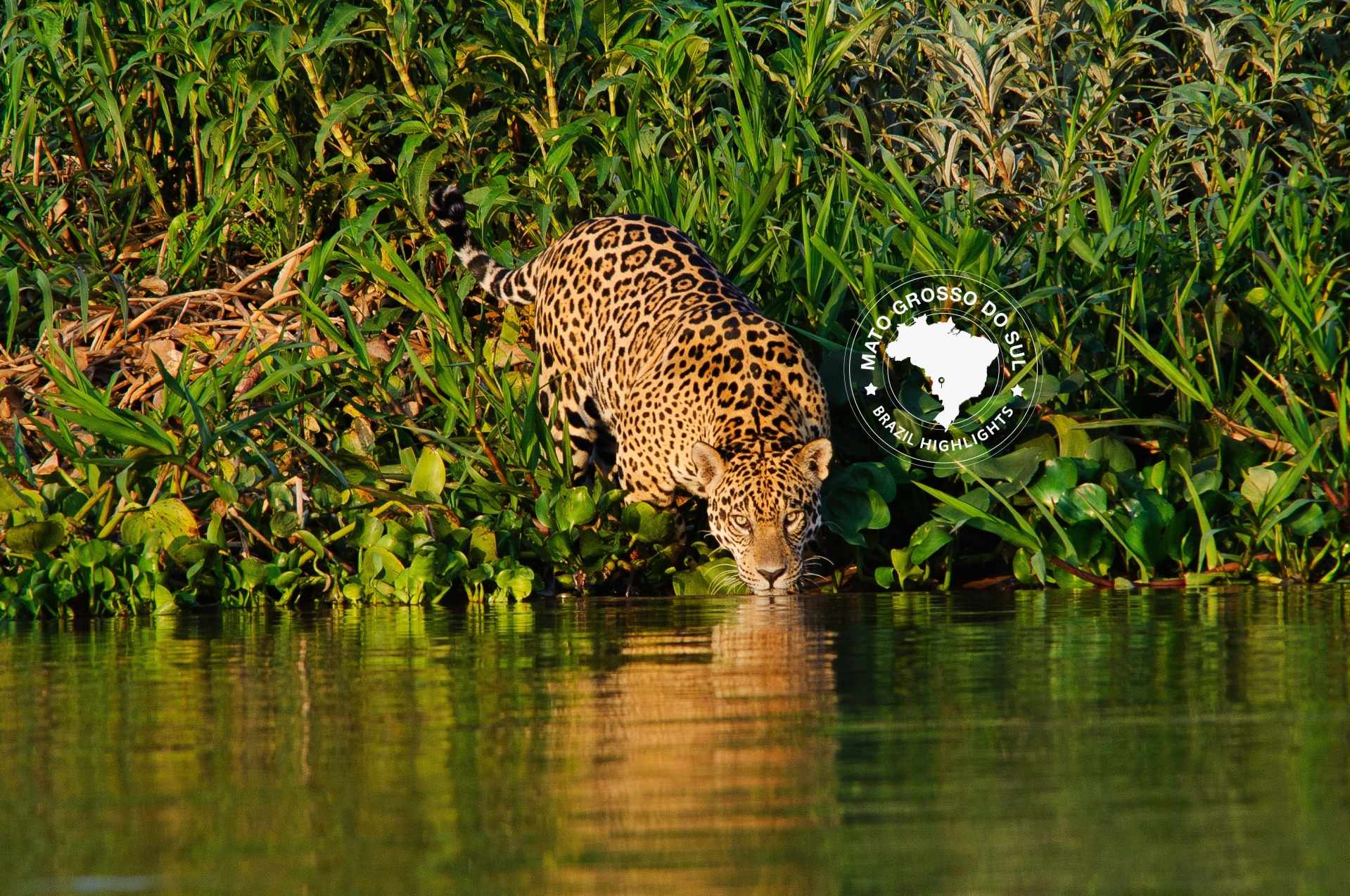 A jaguar drinking at the edge of a river, half hidden by tall grass, under a circular “Mato Grosso do Sul — Brazil Highlights” seal.