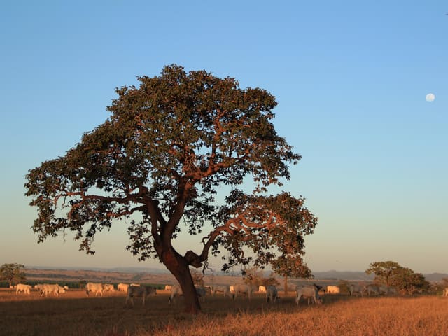 Promoción turística de Bossa — Brasil